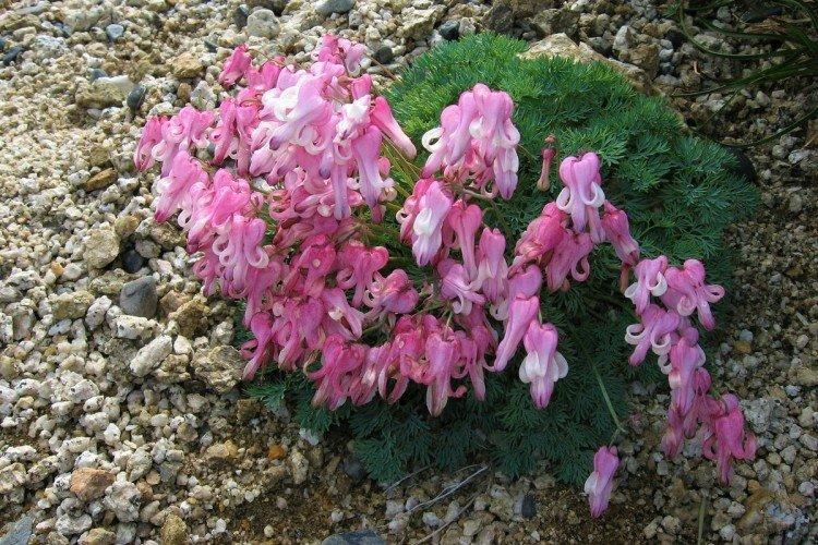 Dicentra - photo