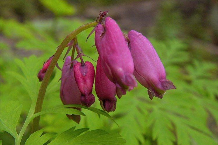 Dicentra - photo