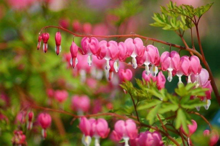 Dicentra - photo