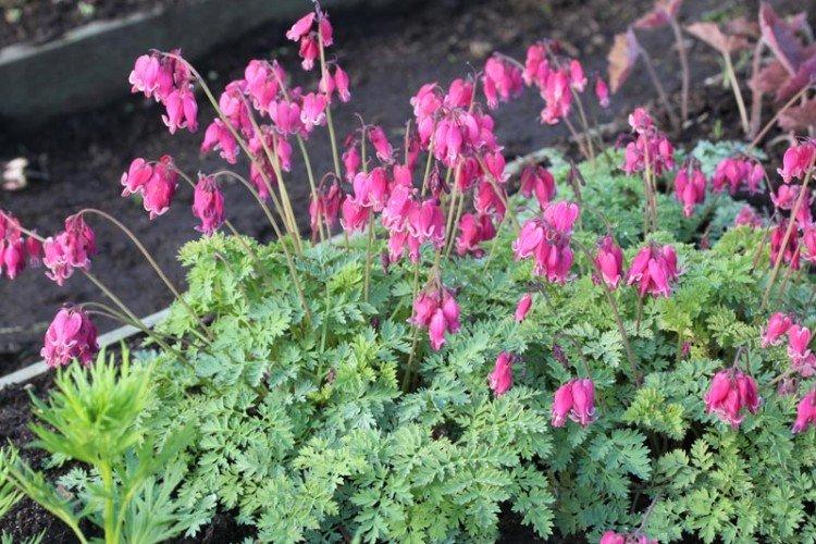 Dicentra - photo
