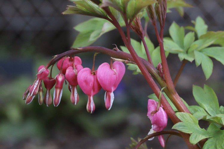 Dicentra - photo