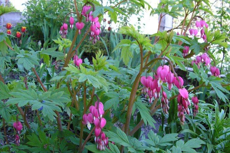 Dicentra - photo