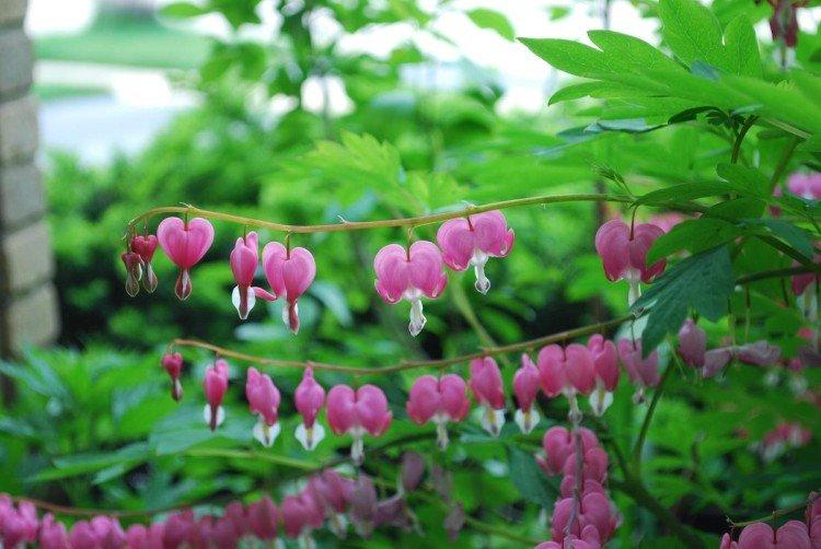 Dicentra - photo