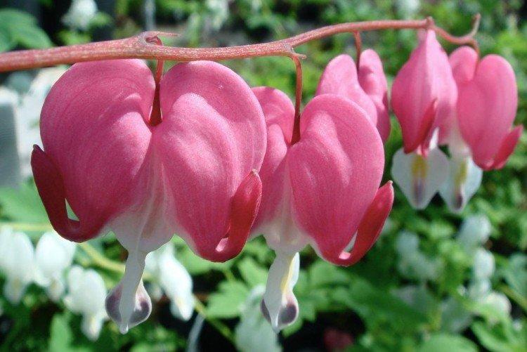 Dicentra - photo