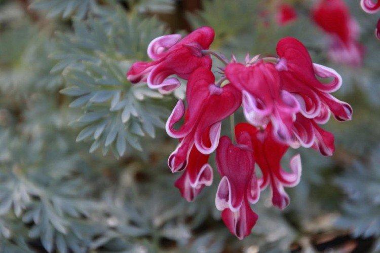 Dicentra - photo