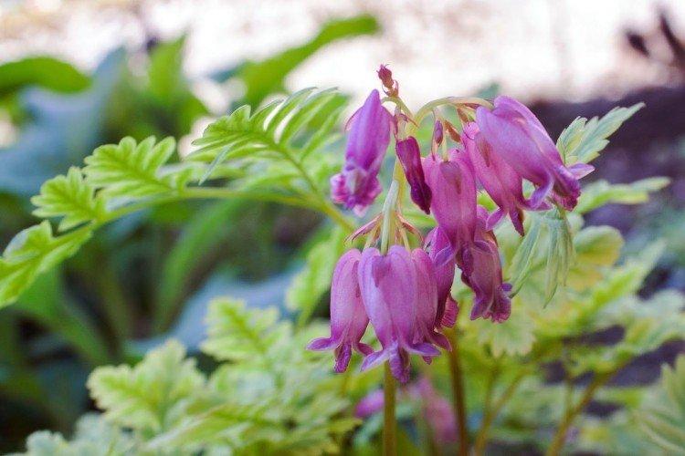 Beau centre de saignement