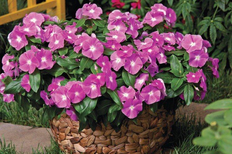 Katarantus (60 photos): types, plantation, entretien et culture