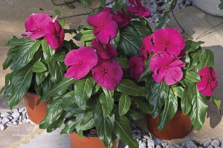 Engrais et alimentation