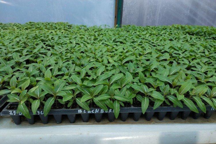 Plantation et sélection