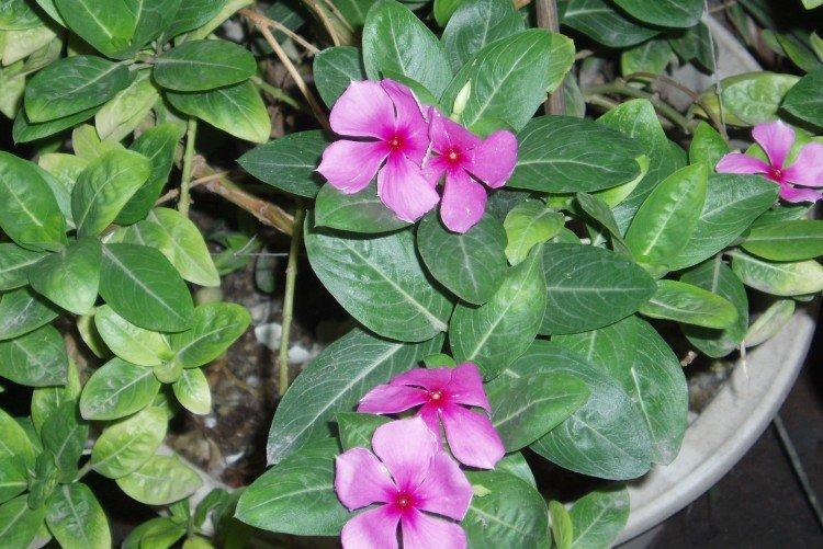 Lutte contre les parasites et les maladies