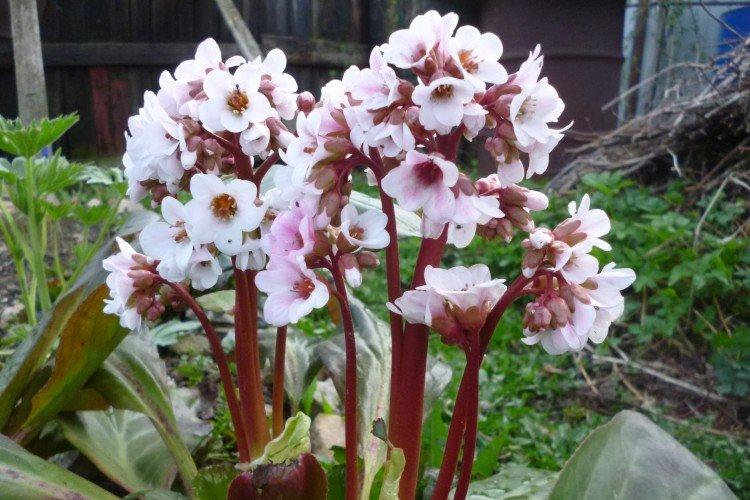 Engrais et alimentation