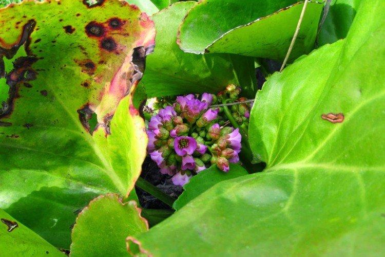 Lutte contre les parasites et les maladies