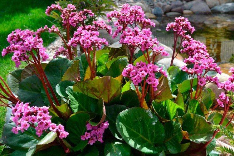 Encens à feuilles de coeur