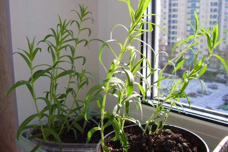 Plantation et sélection