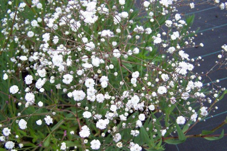 Paniculata gypsophile