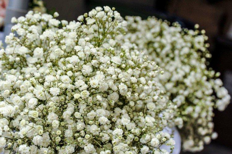 Gypsophile - photo