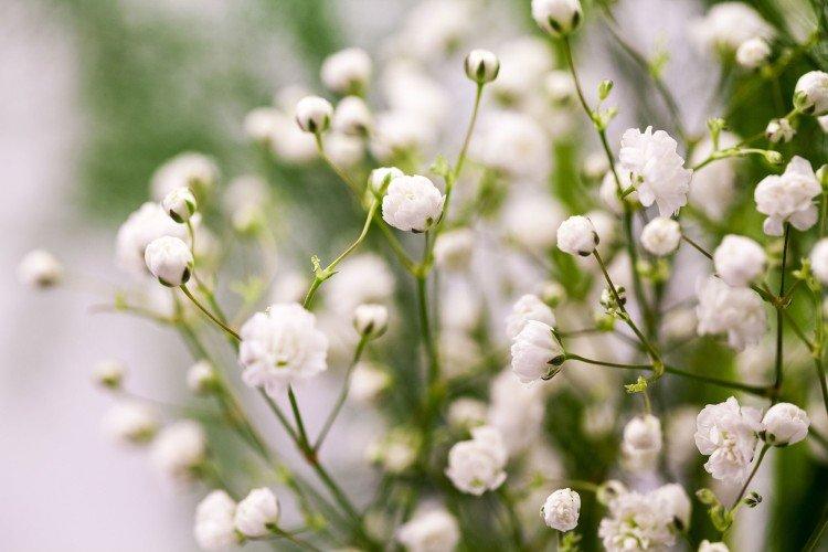 Gypsophile - photo