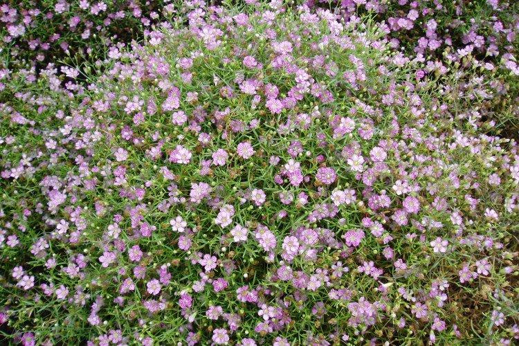 Gypsophile - photo