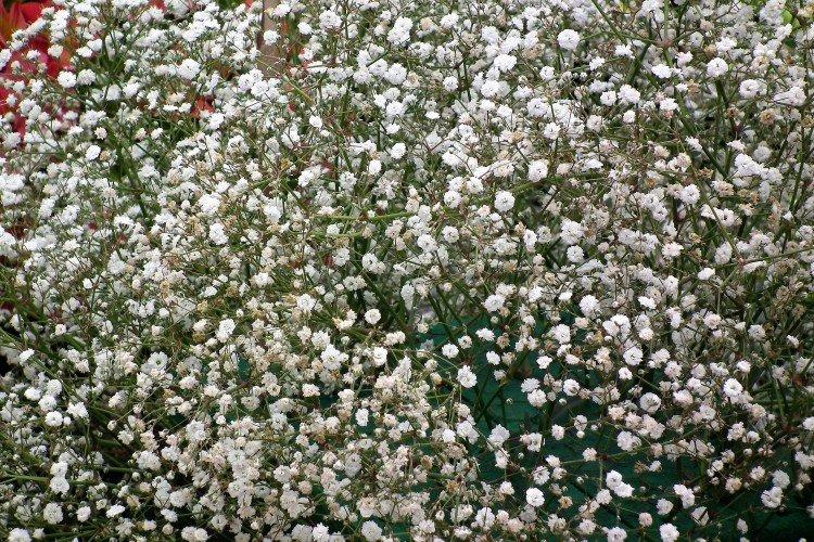 Gypsophile - photo