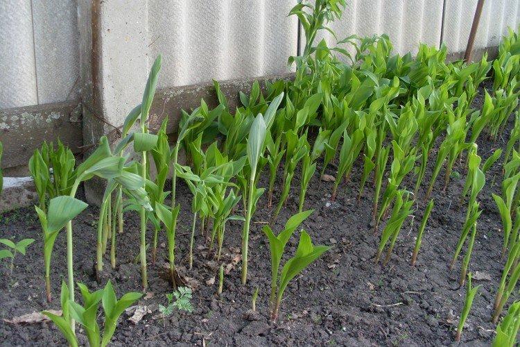 Plantation et sélection