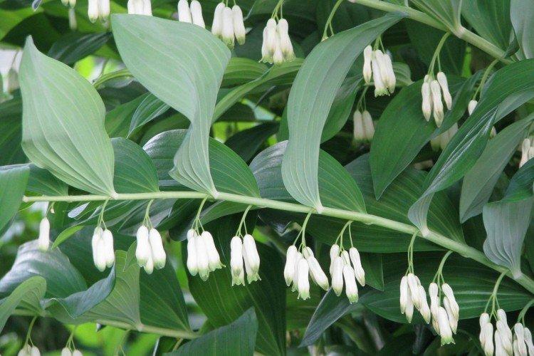 Buisson à fleurs multiples