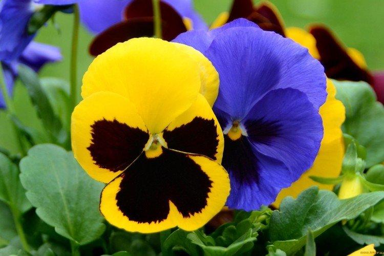 Engrais et alimentation