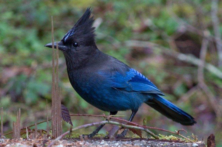 Geai - photo d'oiseau