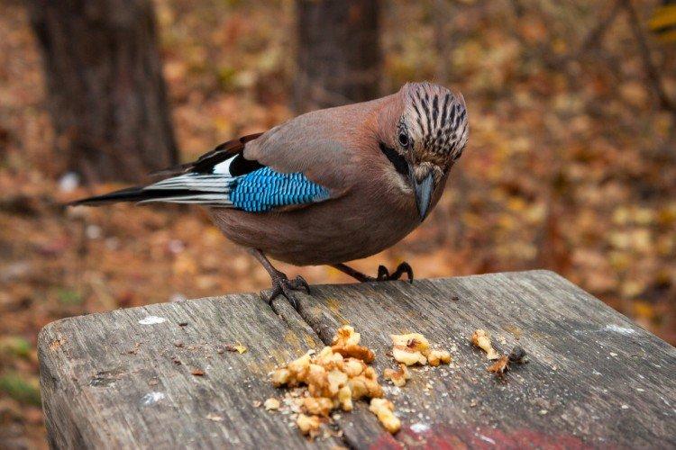 Geai - photo d'oiseau