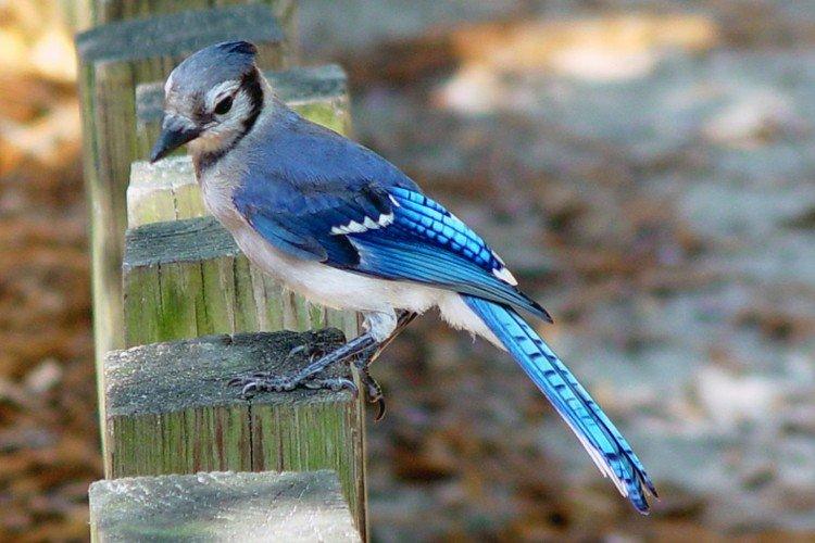 Geai - photo d'oiseau