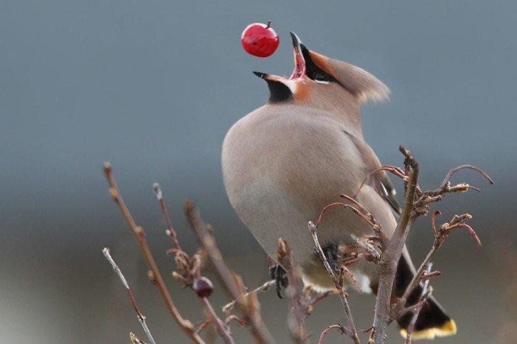 Jaseur - photo d'oiseau