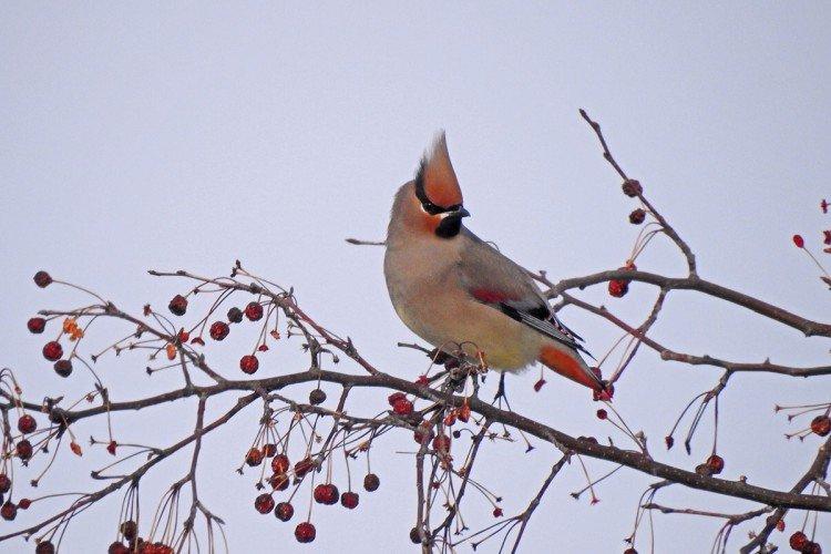 Jaseur - photo d'oiseau