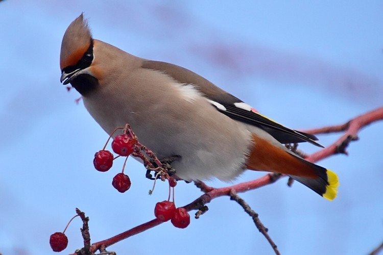 Jaseur - photo d'oiseau