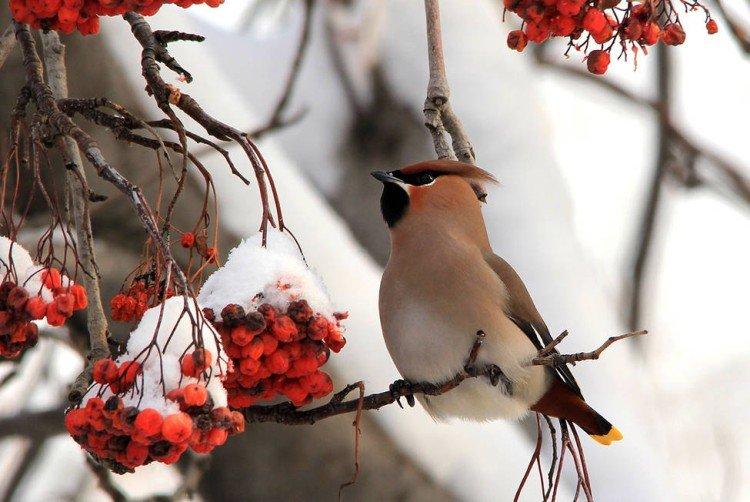 Jaseur - photo d'oiseau