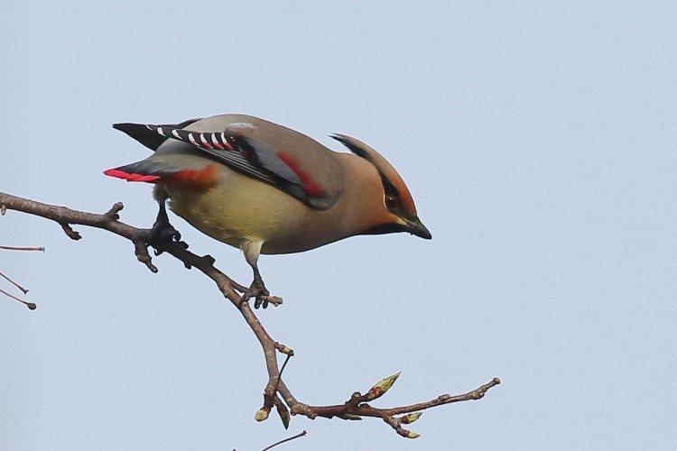 Jaseur - photo d'oiseau