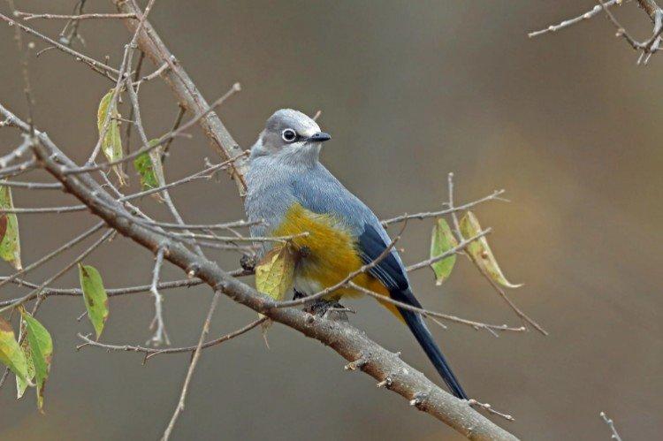 Jaseur de soie grise