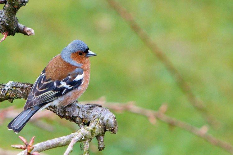 Pinsons - photo d'oiseau