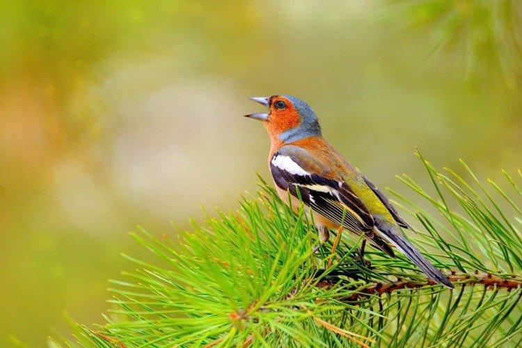 Pinsons - photo d'oiseau