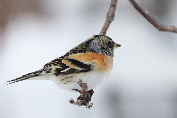 Pinsons - photo d'oiseau