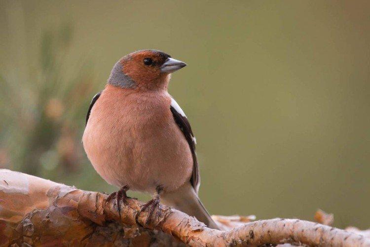 Pinsons - photo d'oiseau