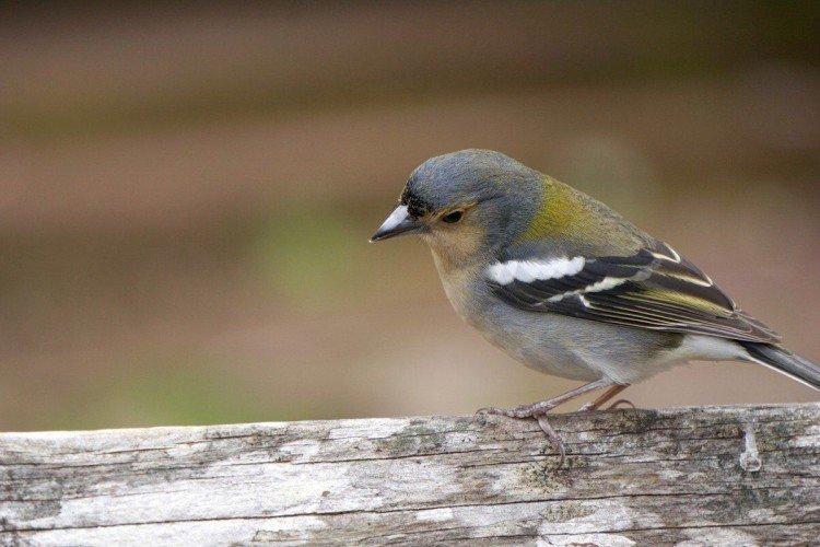 Pinsons - photo d'oiseau