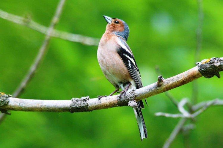 Pinsons - photo d'oiseau