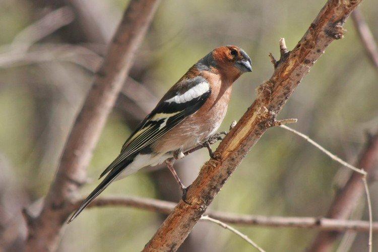 Pinsons - photo d'oiseau