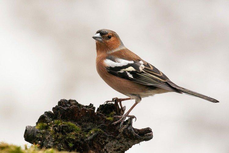 Pinsons - photo d'oiseau