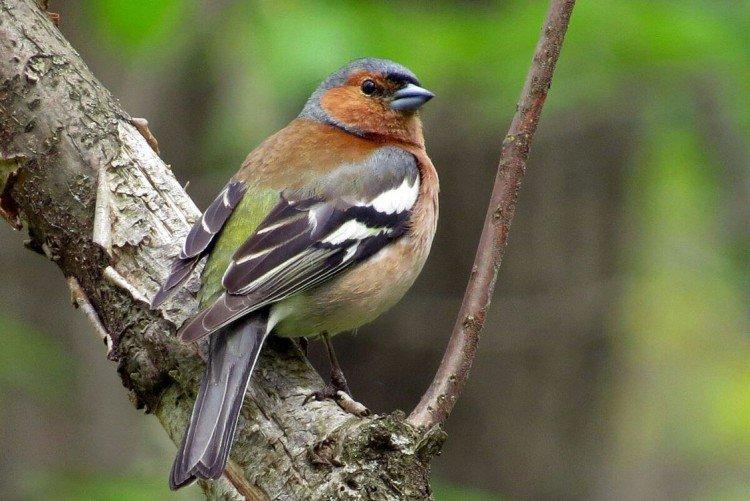 Combien de pinsons vivent