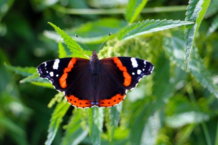 Amiraux en captivité