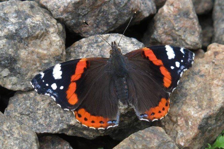 Papillon amiral - photo