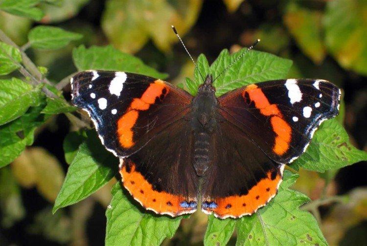 Papillon amiral - photo