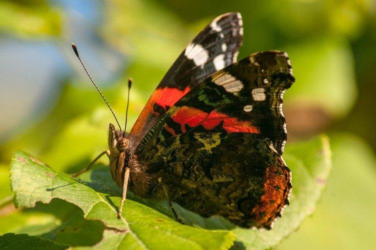 Papillon amiral - photo