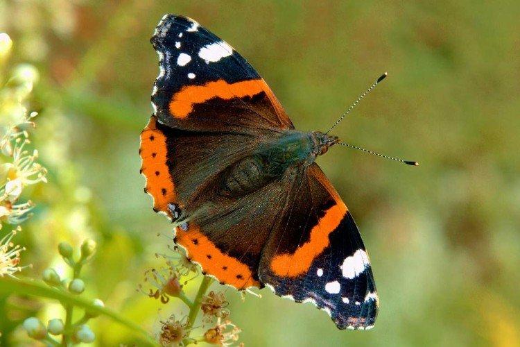 Papillon amiral - photo