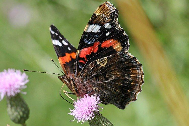 Papillon amiral - photo